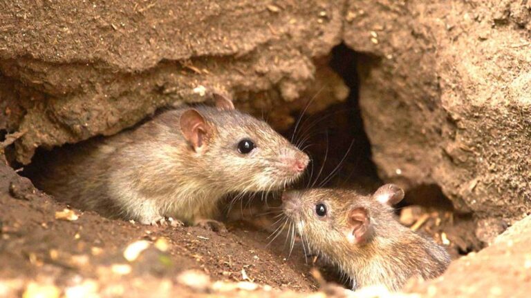 El truco casero que explica cómo eliminar ratas, cucarachas e insectos de manera sencilla