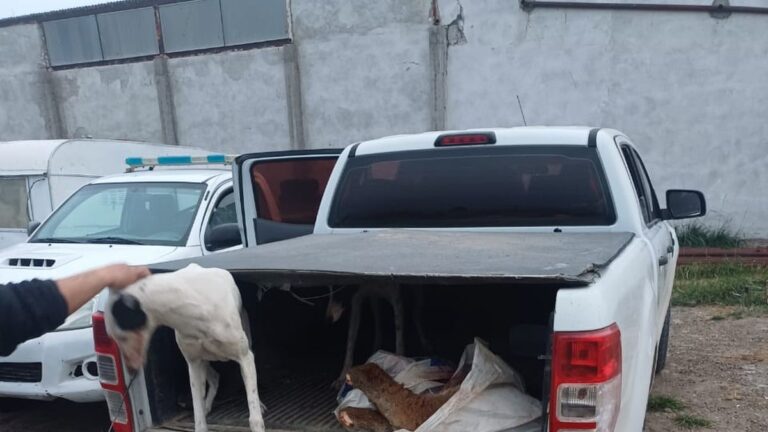 Decomisan carne de guanaco cazado ilegalmente