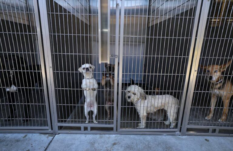 Las secuelas inesperadas del plan de deportación masiva de Trump: refugios al límite por abandono de mascotas