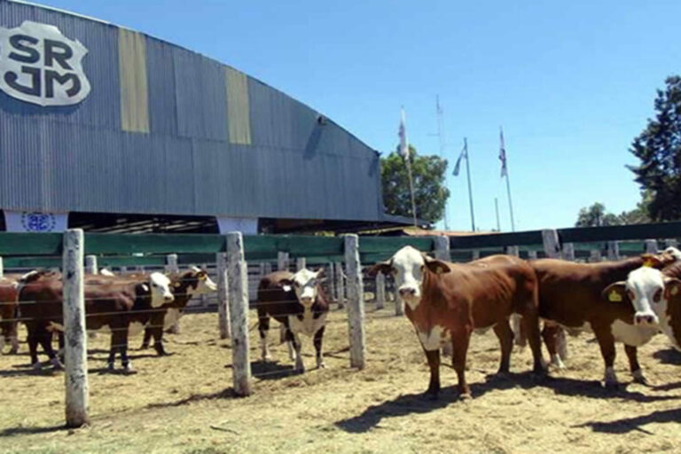Ganadería: bajó el precio del ternero y mejoró el negocio del productor en Córdoba