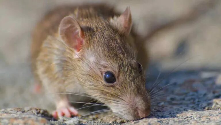 Cómo está el paciente afectado por hantavirus en la Patagonia?