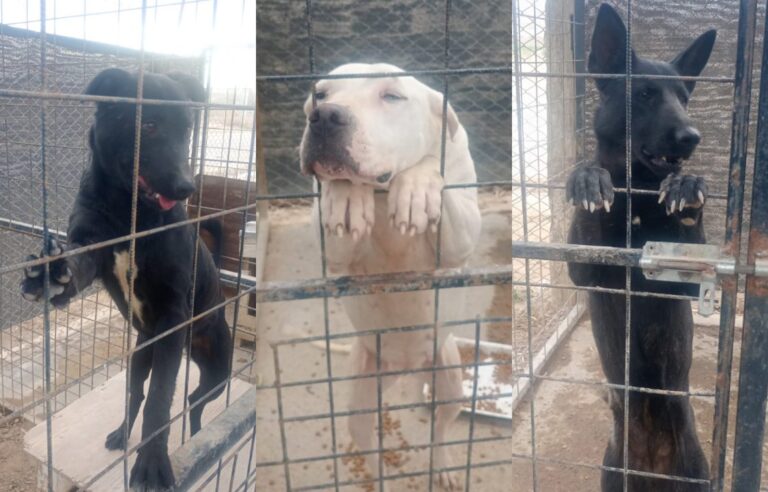 Con un álbum de fotos de perros, convocan a familias que quieran adoptar mascotas