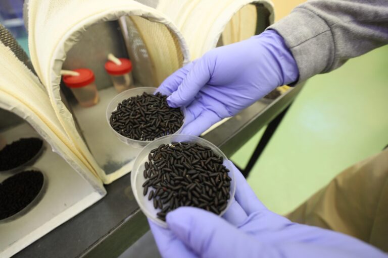 Alerta en EE.UU.: cómo es el gusano barrenador, el parásito detectado en humanos que llegó a Norteamérica