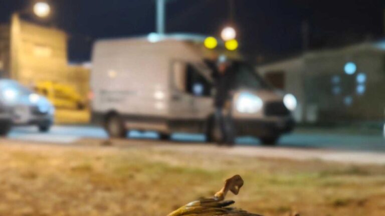 Loros barranqueros causan un apagón en Puerto Madryn