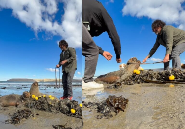 Liberaron a dos lobos marinos atrapados en una red de pesca en Comodoro: Cómo actuar ante estos casos?