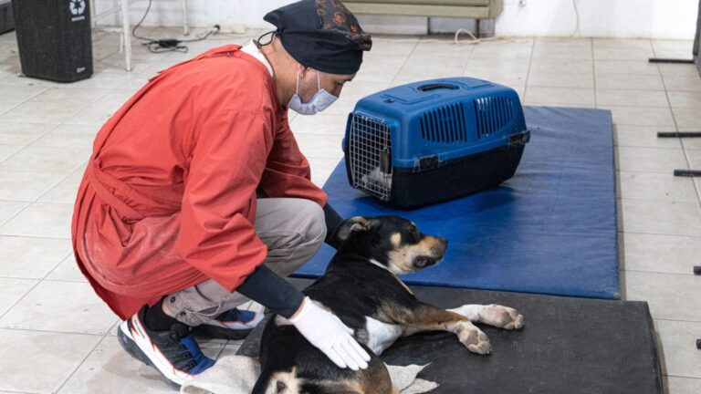 Comodoro participa de Jornada de Castración Masiva en América Latina
